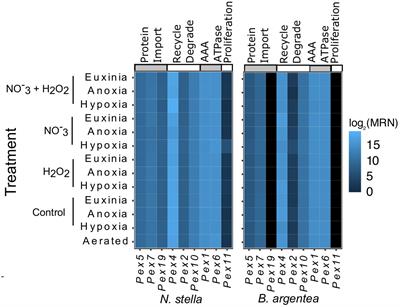 Two canonically aerobic foraminifera express distinct peroxisomal and mitochondrial metabolisms